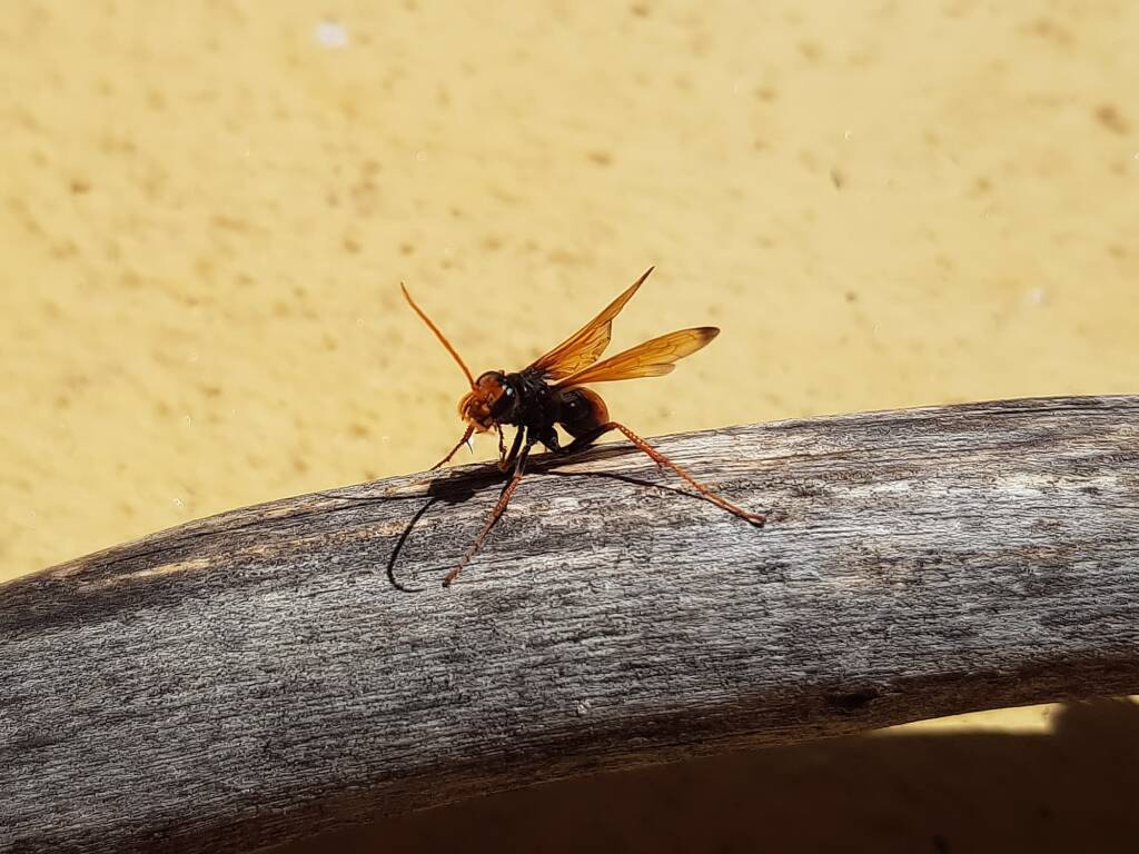 Spider Wasp (genus Cryptocheilus, family Pompilidae), Alice Springs NT