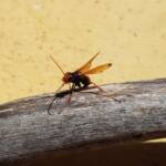 Spider Wasp (genus Cryptocheilus, family Pompilidae), Alice Springs NT