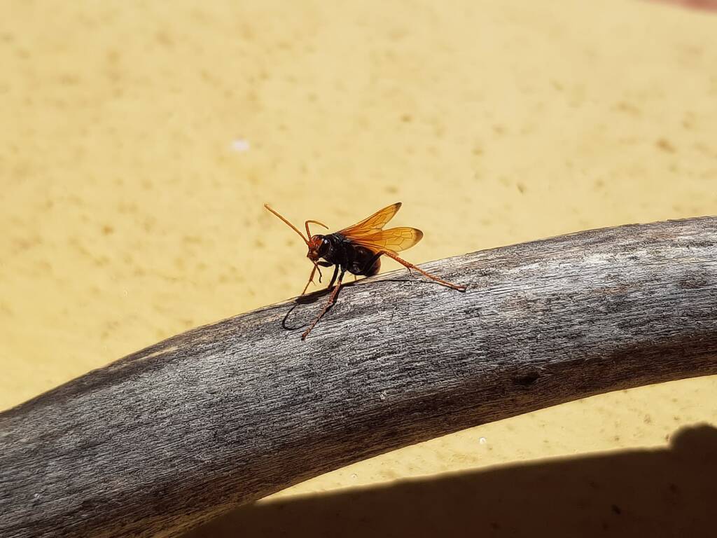 Spider Wasp (genus Cryptocheilus, family Pompilidae), Alice Springs NT
