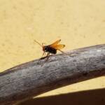 Spider Wasp (genus Cryptocheilus, family Pompilidae), Alice Springs NT