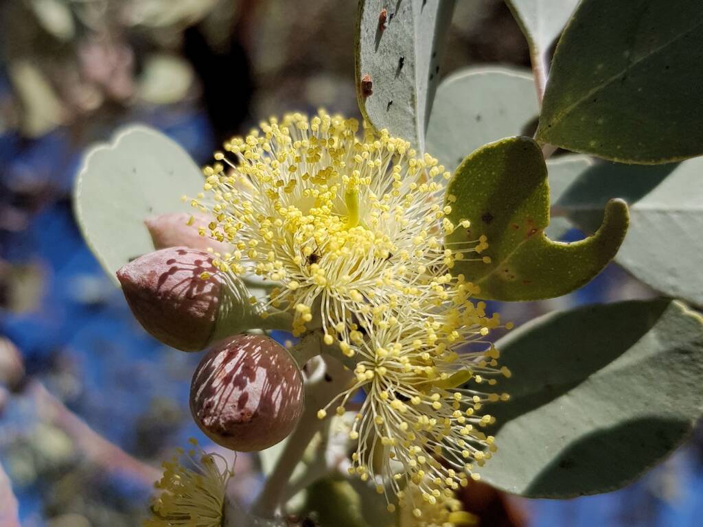 Round-leaved Mallee (Eucalyptus orbifolia), Alice Springs NT