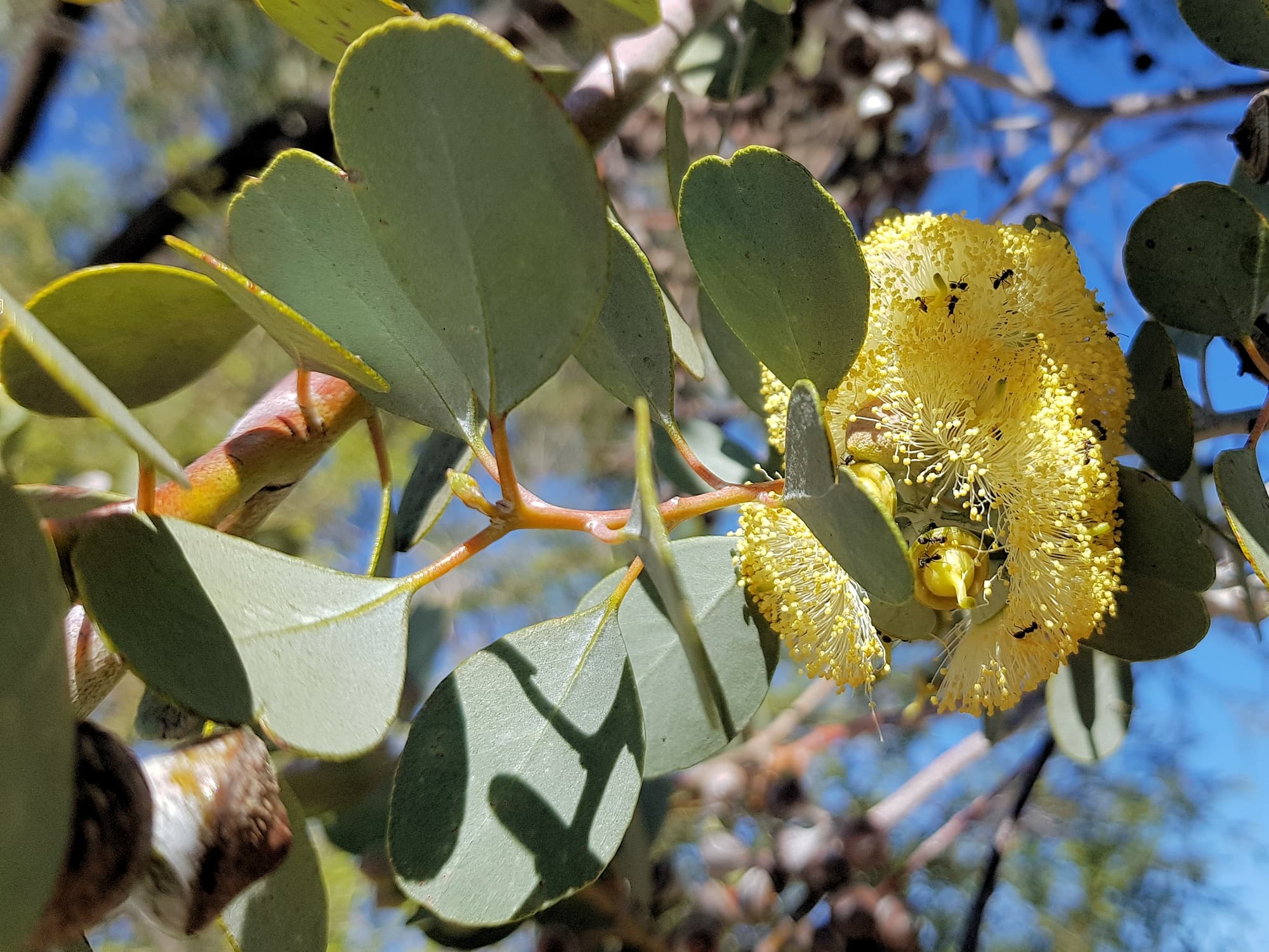 Round-leaved Mallee (Eucalyptus orbifolia), Alice Springs NT