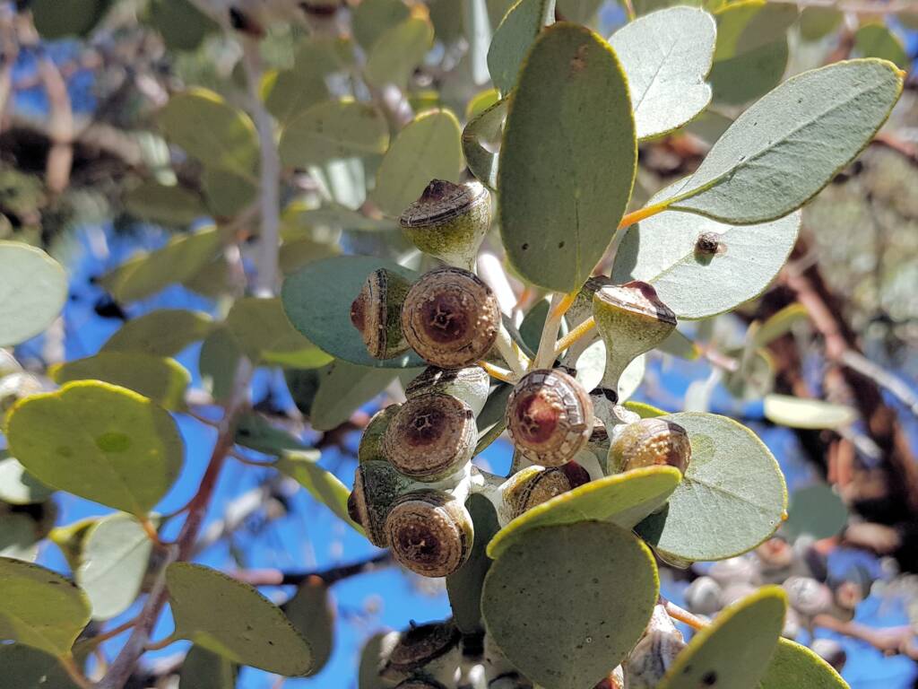 Round-leaved Mallee (Eucalyptus orbifolia), Alice Springs NT