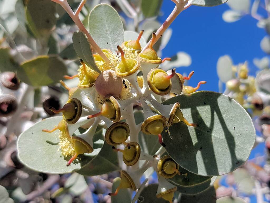 Round-leaved Mallee (Eucalyptus orbifolia), Alice Springs NT