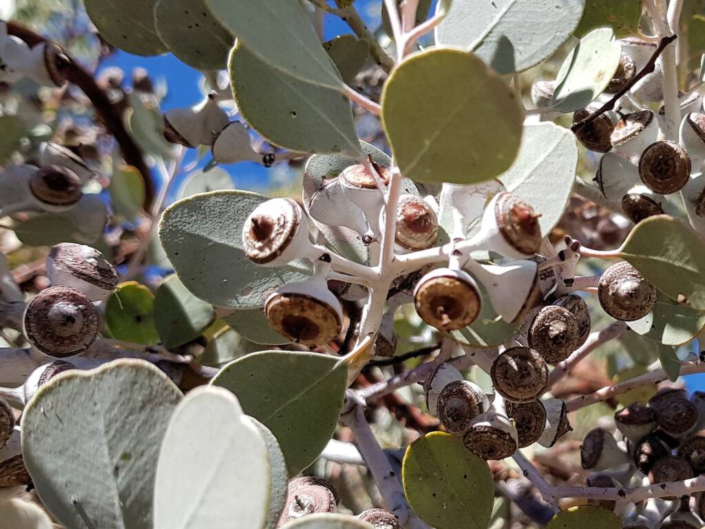 Round-leaved Mallee (Eucalyptus orbifolia), Alice Springs NT