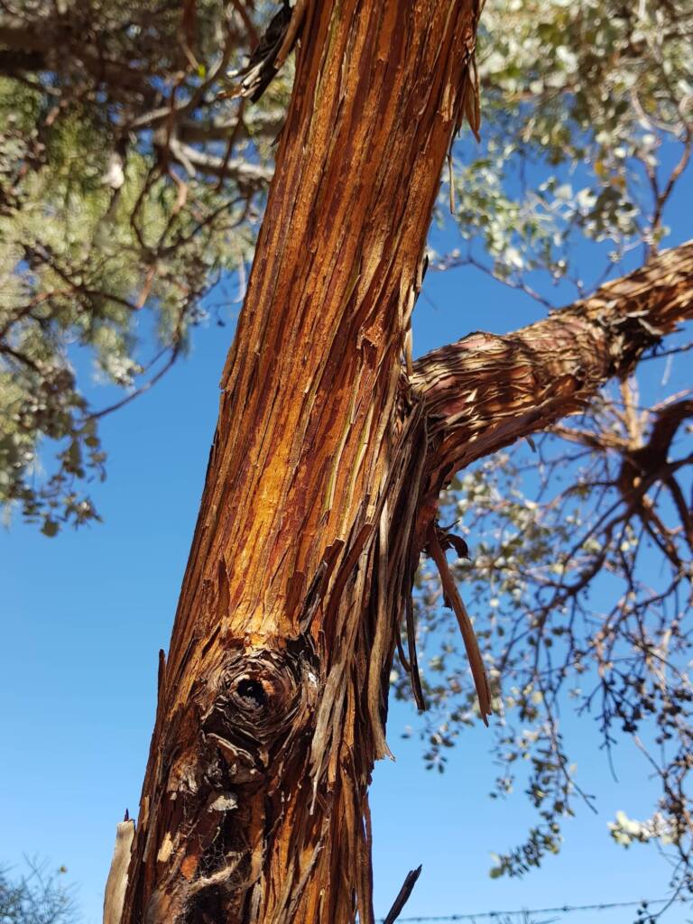 Round-leaved Mallee (Eucalyptus orbifolia), Alice Springs NT