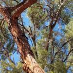 Round-leaved Mallee (Eucalyptus orbifolia), Alice Springs NT