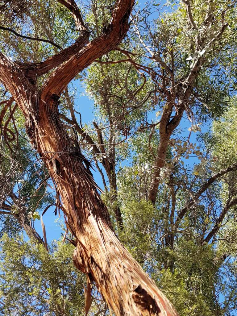 Round-leaved Mallee (Eucalyptus orbifolia), Alice Springs NT