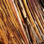 Round-leaved Mallee (Eucalyptus orbifolia), Alice Springs NT