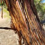 Round-leaved Mallee (Eucalyptus orbifolia), Alice Springs NT