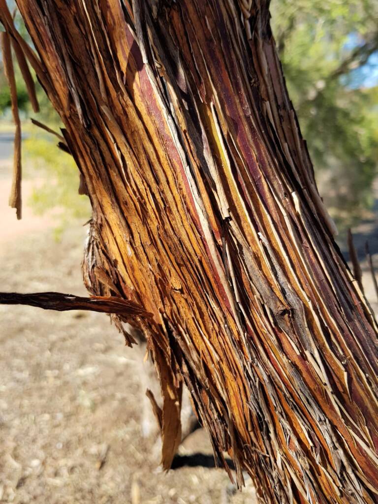 Round-leaved Mallee (Eucalyptus orbifolia), Alice Springs NT