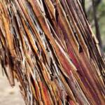 Round-leaved Mallee (Eucalyptus orbifolia), Alice Springs NT