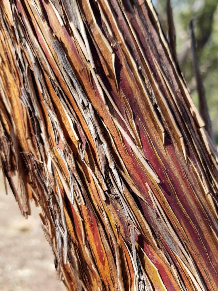 Round-leaved Mallee (Eucalyptus orbifolia), Alice Springs NT