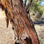 Round-leaved Mallee (Eucalyptus orbifolia), Alice Springs NT