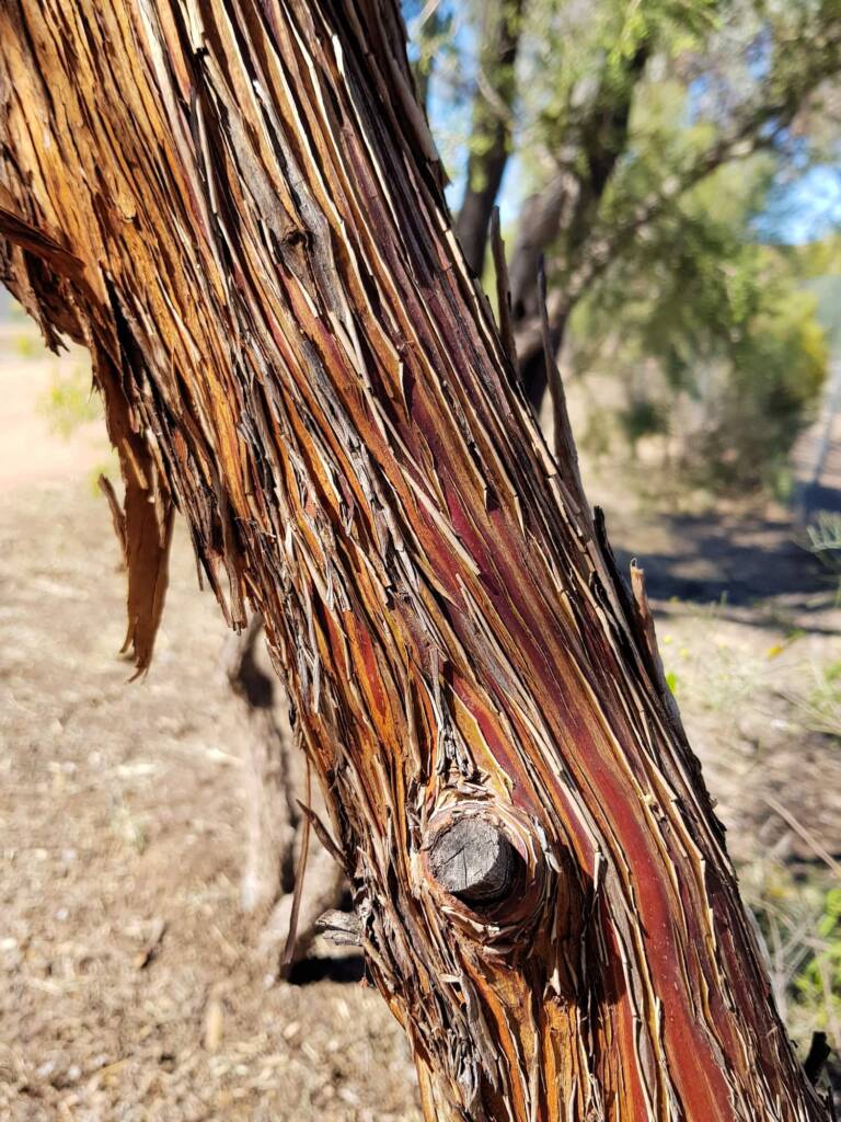 Round-leaved Mallee (Eucalyptus orbifolia), Alice Springs NT