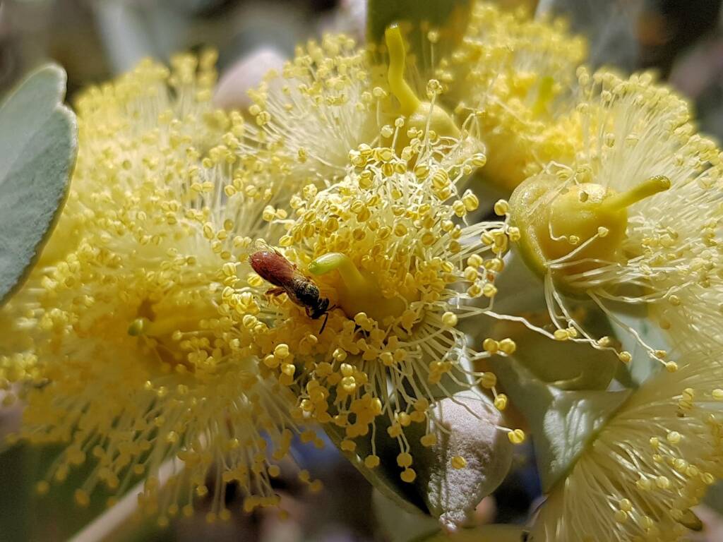 Round-leaved Mallee (Eucalyptus orbifolia), Alice Springs NT