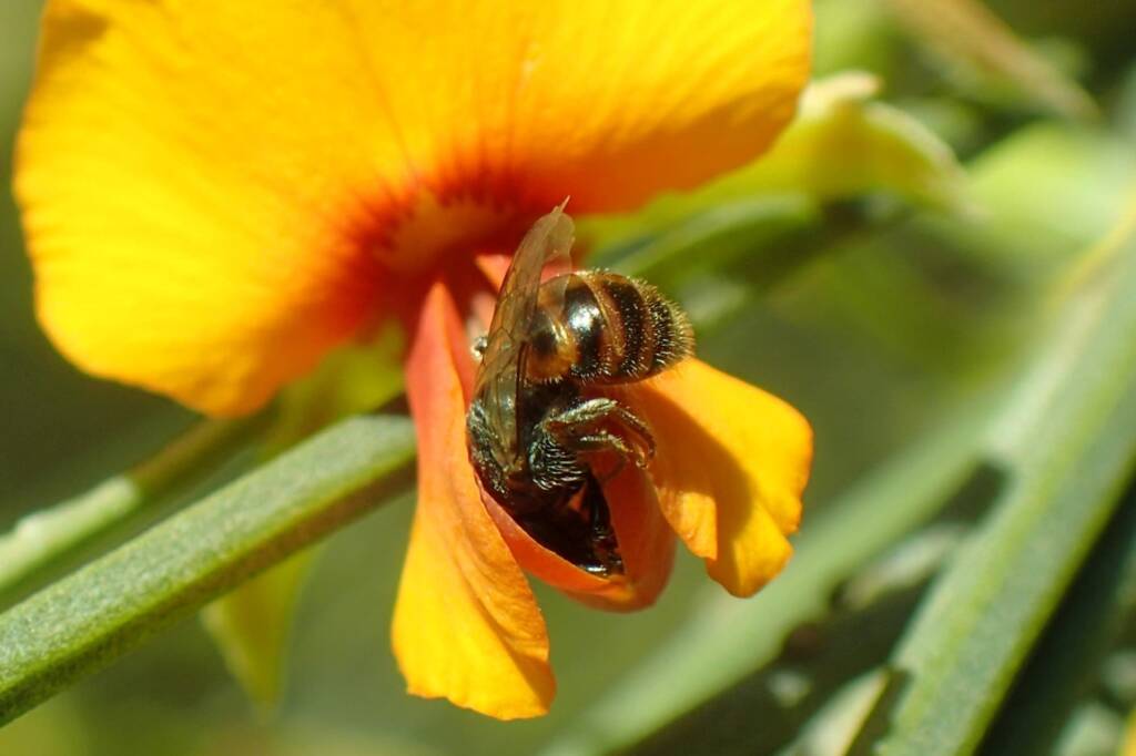 Euhesma on Jacksonia sternbergiana, Midwest WA © Gary Taylor
