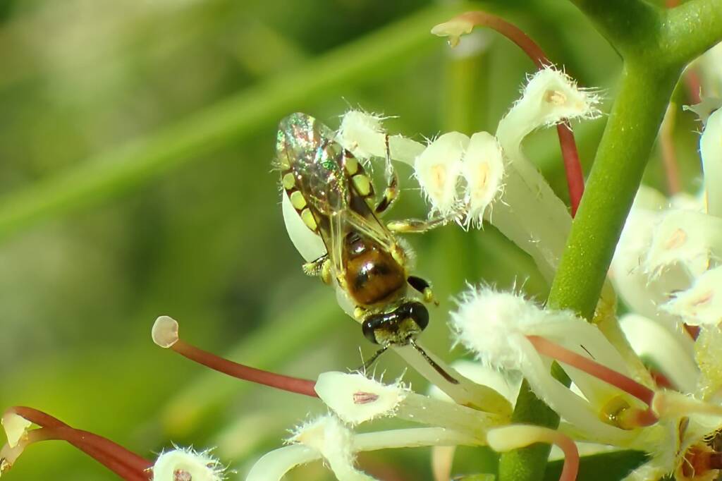 Stenotritidae (Ctenocolletes) taylori - Euhesma "taylori", Midwest WA © Gary Taylor