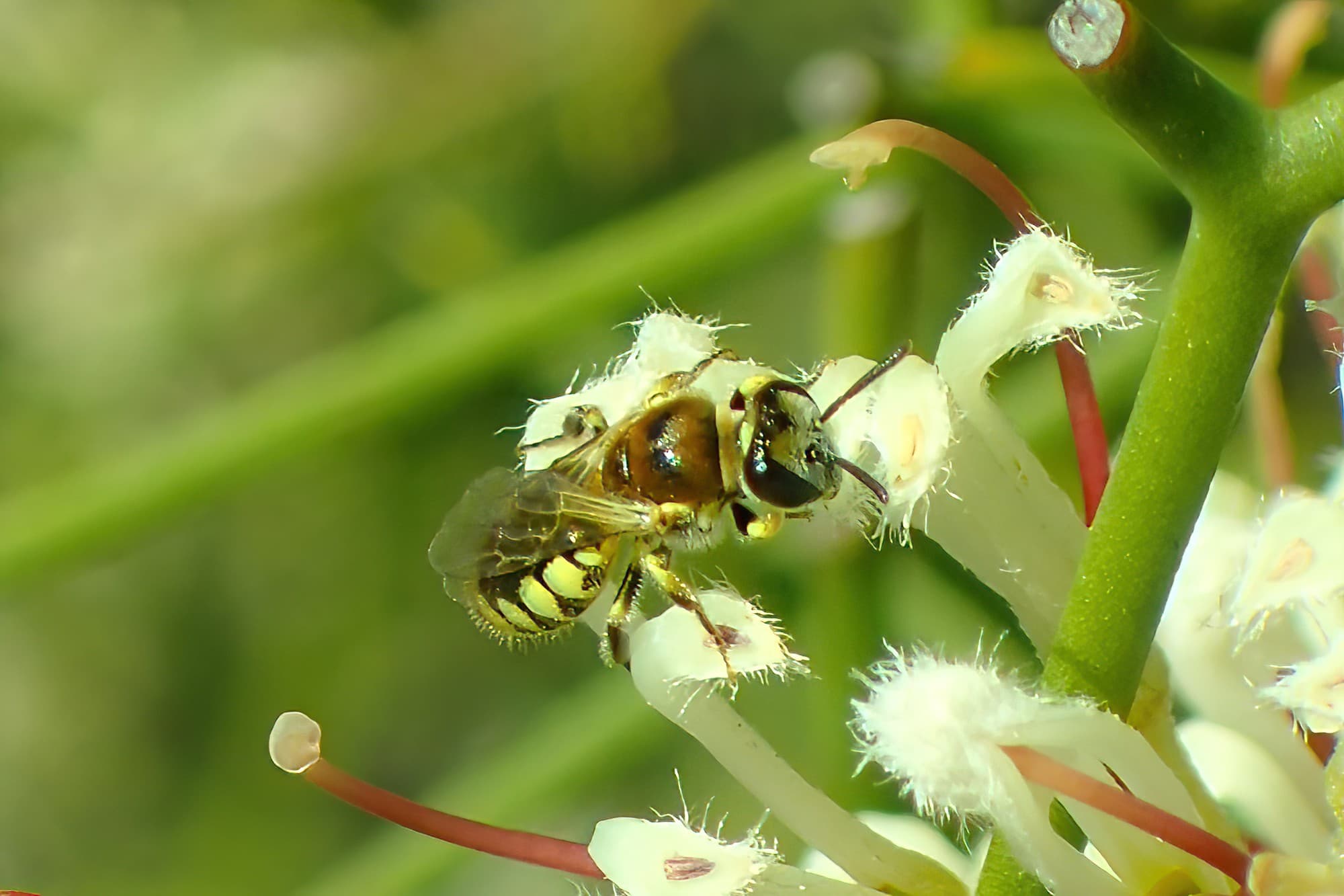 Euhesma “taylori” …