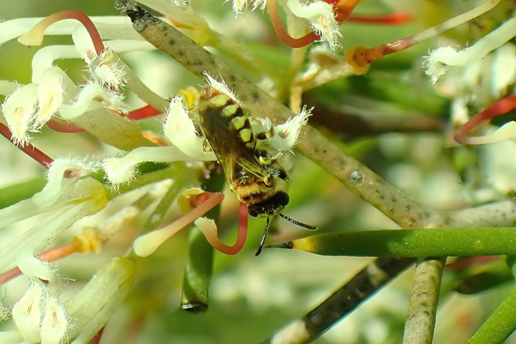 Stenotritidae (Ctenocolletes) taylori - Euhesma "taylori", Midwest WA © Gary Taylor