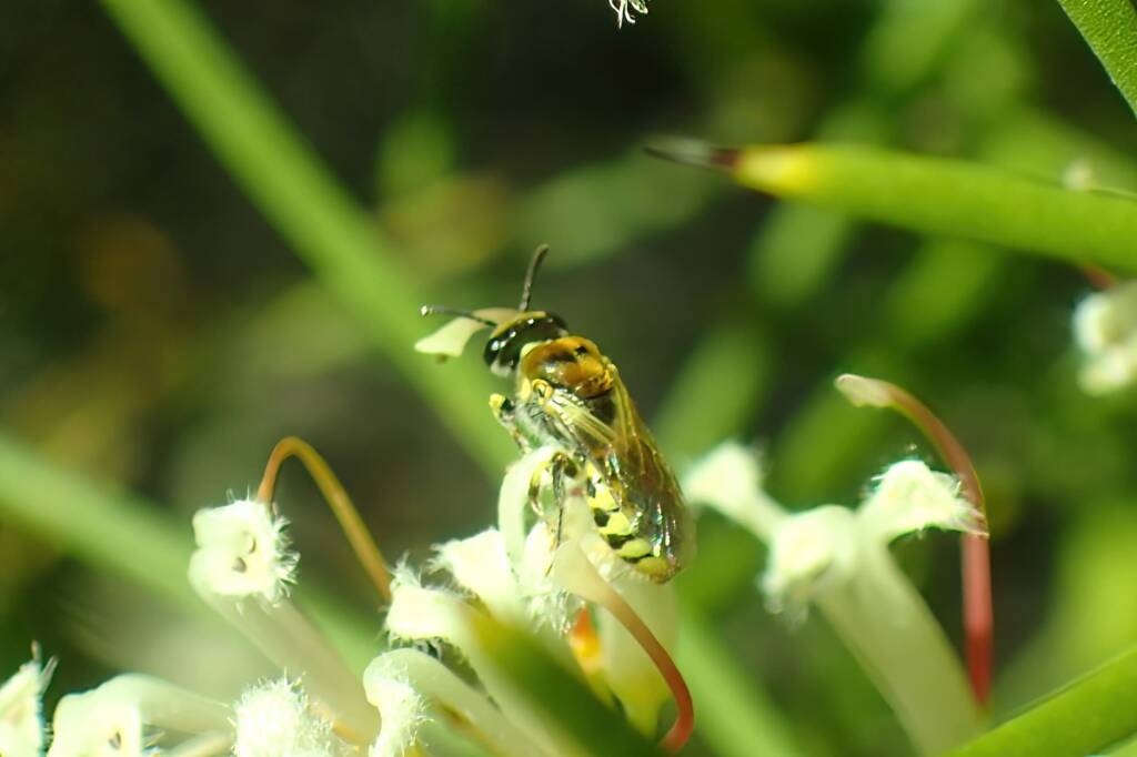 Stenotritidae (Ctenocolletes) taylori - Euhesma "taylori", Midwest WA © Gary Taylor