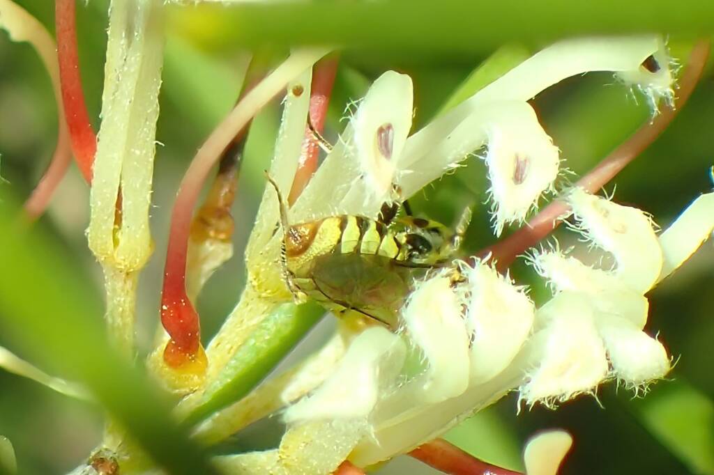 Stenotritidae (Ctenocolletes) taylori - Euhesma "taylori", Midwest WA © Gary Taylor