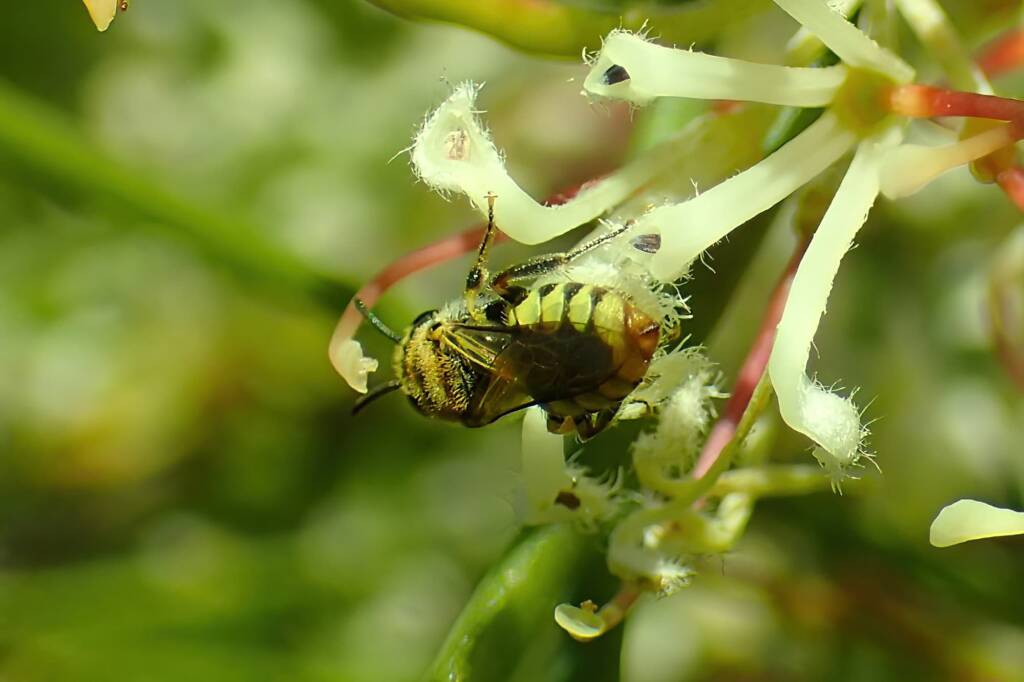 Euhesma "taylori", Midwest WA © Gary Taylor
