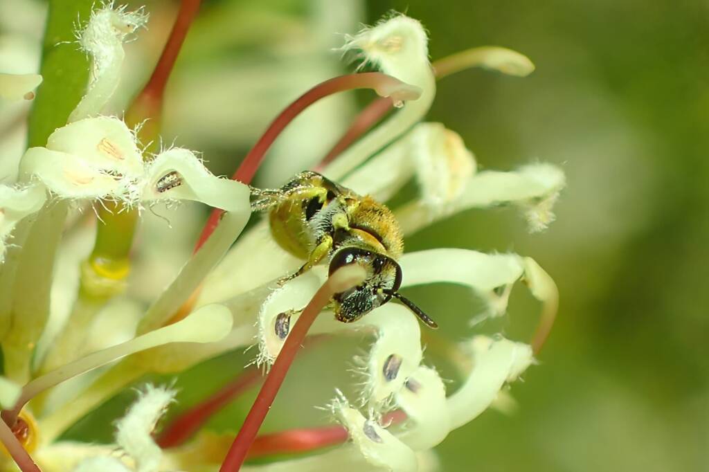 Euhesma "taylori", Midwest WA © Gary Taylor