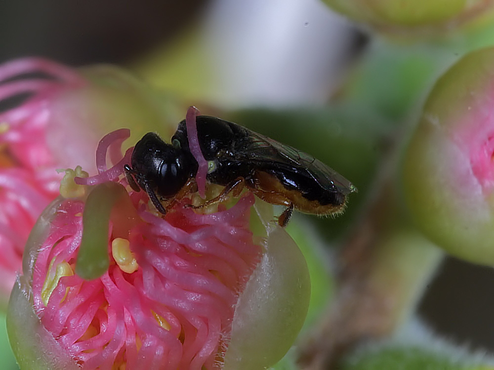 Euryglossina (Euryglossina) fuscescens, Ballandean QLD © Marc Newman