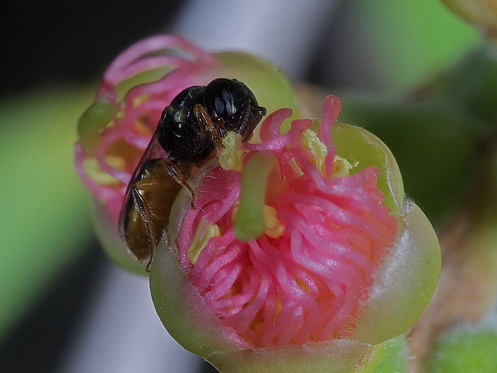 Euryglossina (Euryglossina) fuscescens, Ballandean QLD © Marc Newman