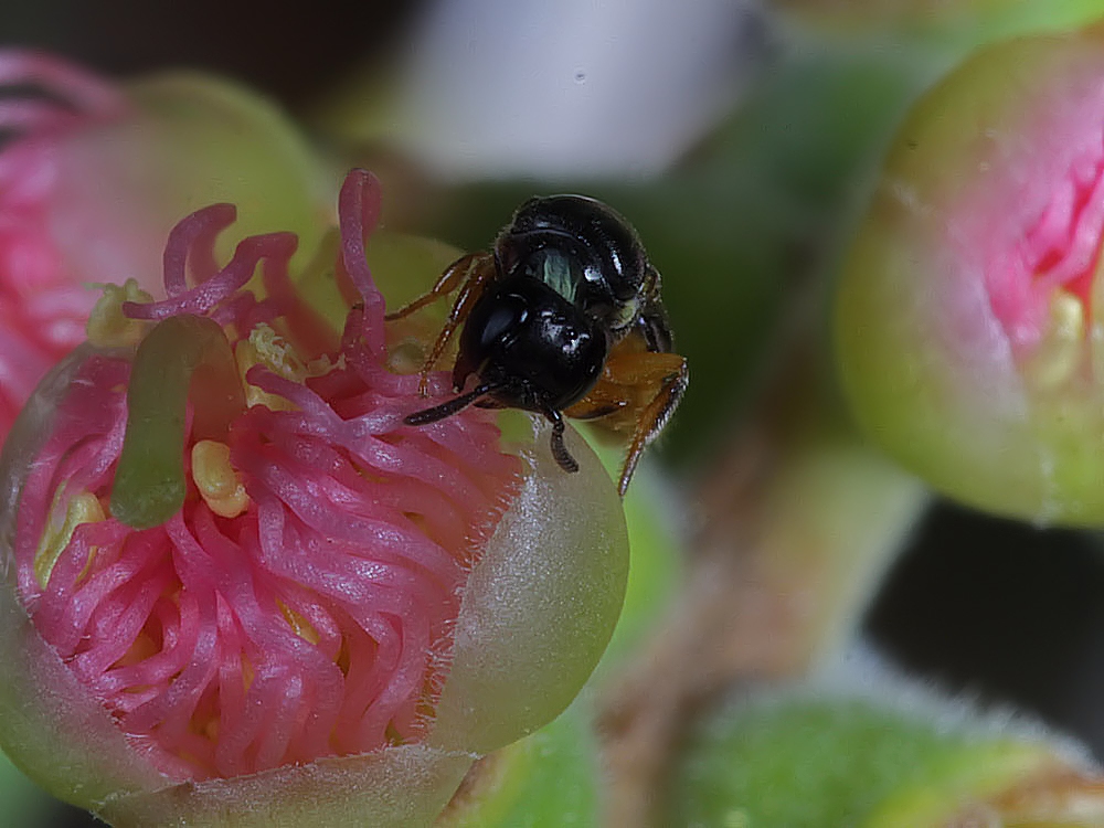 Euryglossina (Euryglossina) fuscescens, Ballandean QLD © Marc Newman
