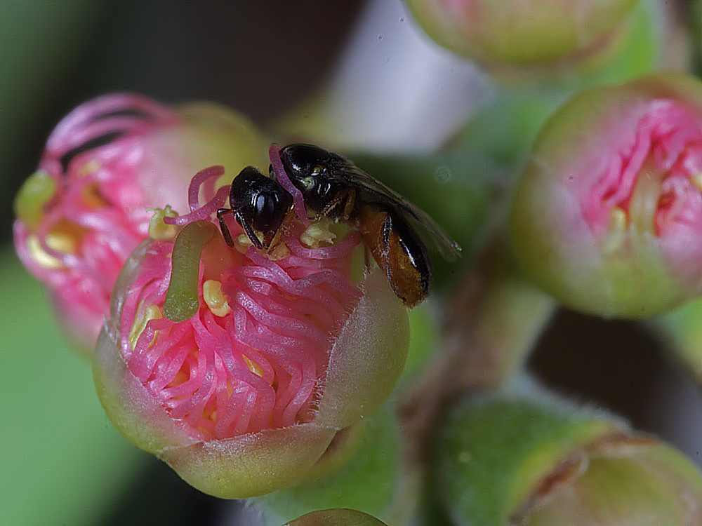 Euryglossina (Euryglossina) fuscescens, Ballandean QLD © Marc Newman