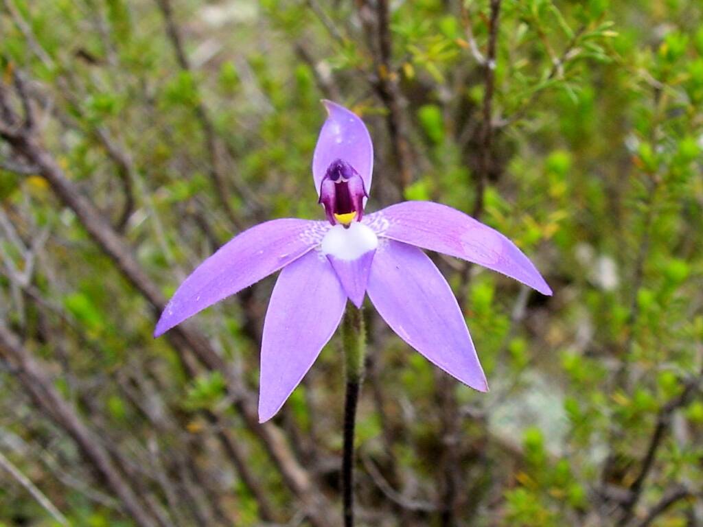 Wax-lip Orchid (Glossodia major), Warrumbungle National Park, NSW.