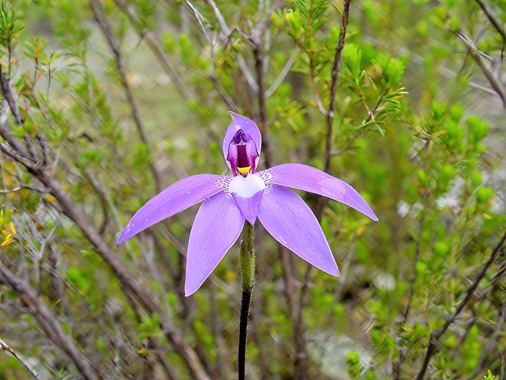 Wax-lip Orchid (Glossodia major), Warrumbungle National Park, NSW.