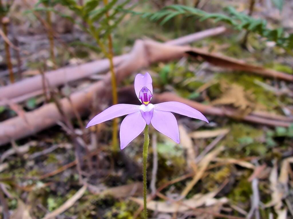Wax-lip Orchid (Glossodia major), Lime Bay Nature Reserve, Tasman Peninsula, TAS