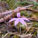 Wax-lip Orchid (Glossodia major), Lime Bay Nature Reserve, Tasman Peninsula, TAS