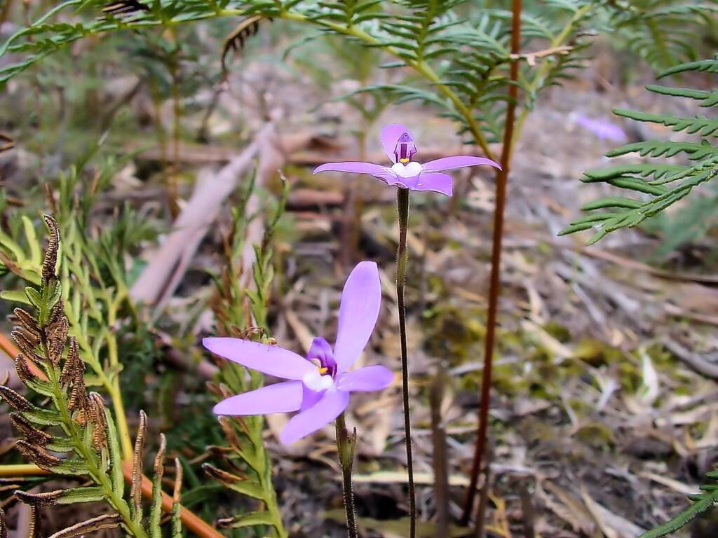 Wax-lip Orchid (Glossodia major), Lime Bay Nature Reserve, Tasman Peninsula, TAS