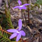 Wax-lip Orchid (Glossodia major), Lime Bay Nature Reserve, Tasman Peninsula, TAS