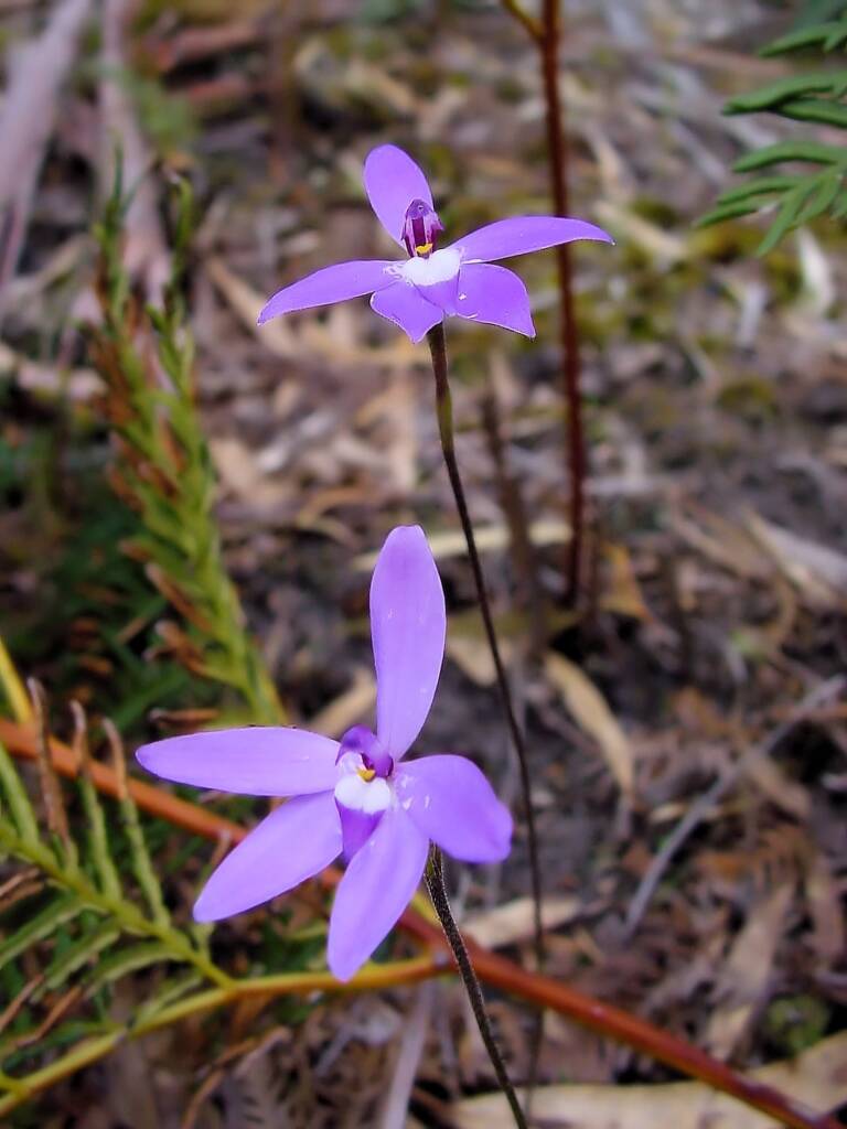 Wax-lip Orchid (Glossodia major), Lime Bay Nature Reserve, Tasman Peninsula, TAS