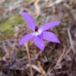 Wax-lip Orchid (Glossodia major), Lime Bay Nature Reserve, Tasman Peninsula, TAS