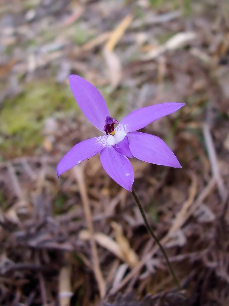 Wax-lip Orchid (Glossodia major), Lime Bay Nature Reserve, Tasman Peninsula, TAS