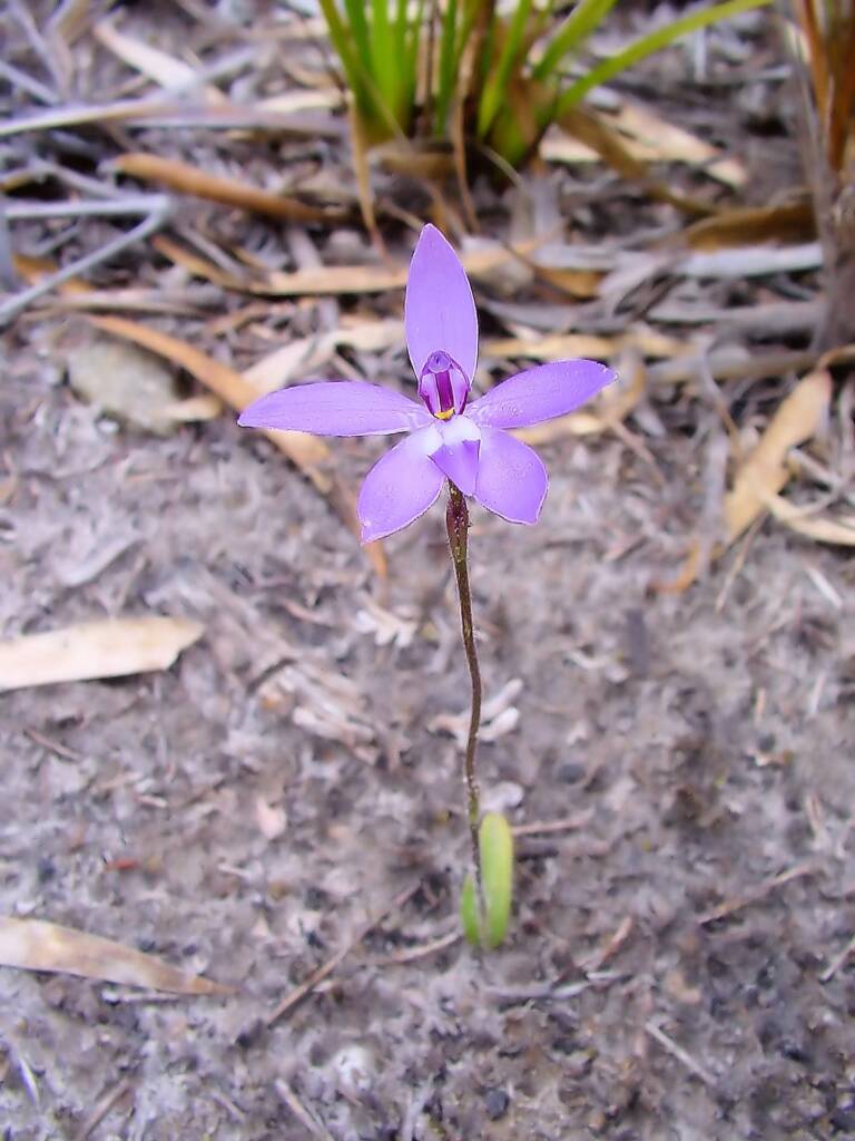 Wax-lip Orchid (Glossodia major), Lime Bay Nature Reserve, Tasman Peninsula, TAS