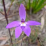 Wax-lip Orchid (Glossodia major), Lime Bay Nature Reserve, Tasman Peninsula, TAS
