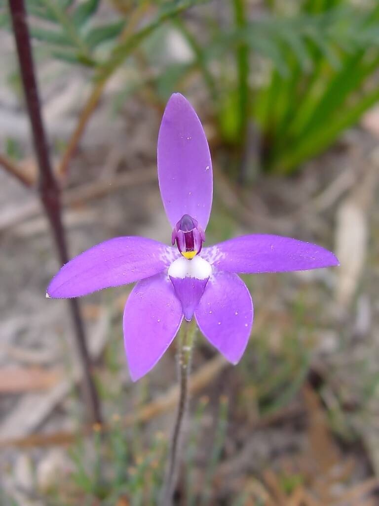 Wax-lip Orchid (Glossodia major), Lime Bay Nature Reserve, Tasman Peninsula, TAS
