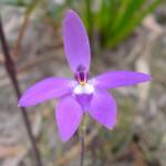 Wax-lip Orchid (Glossodia major), Lime Bay Nature Reserve, Tasman Peninsula, TAS