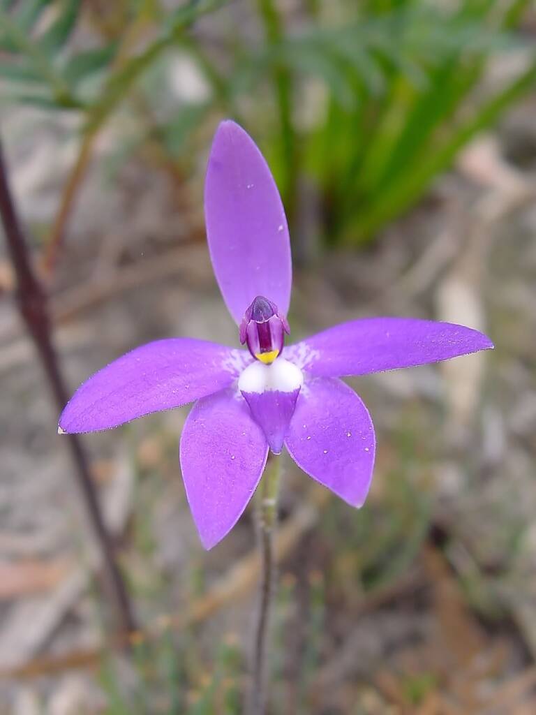 Wax-lip Orchid (Glossodia major), Lime Bay Nature Reserve, Tasman Peninsula, TAS