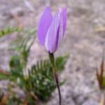 Wax-lip Orchid (Glossodia major), Lime Bay Nature Reserve, Tasman Peninsula, TAS