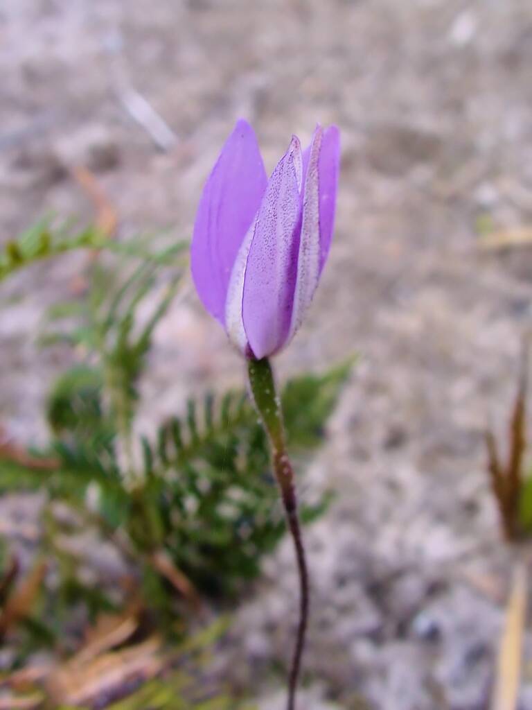 Wax-lip Orchid (Glossodia major), Lime Bay Nature Reserve, Tasman Peninsula, TAS