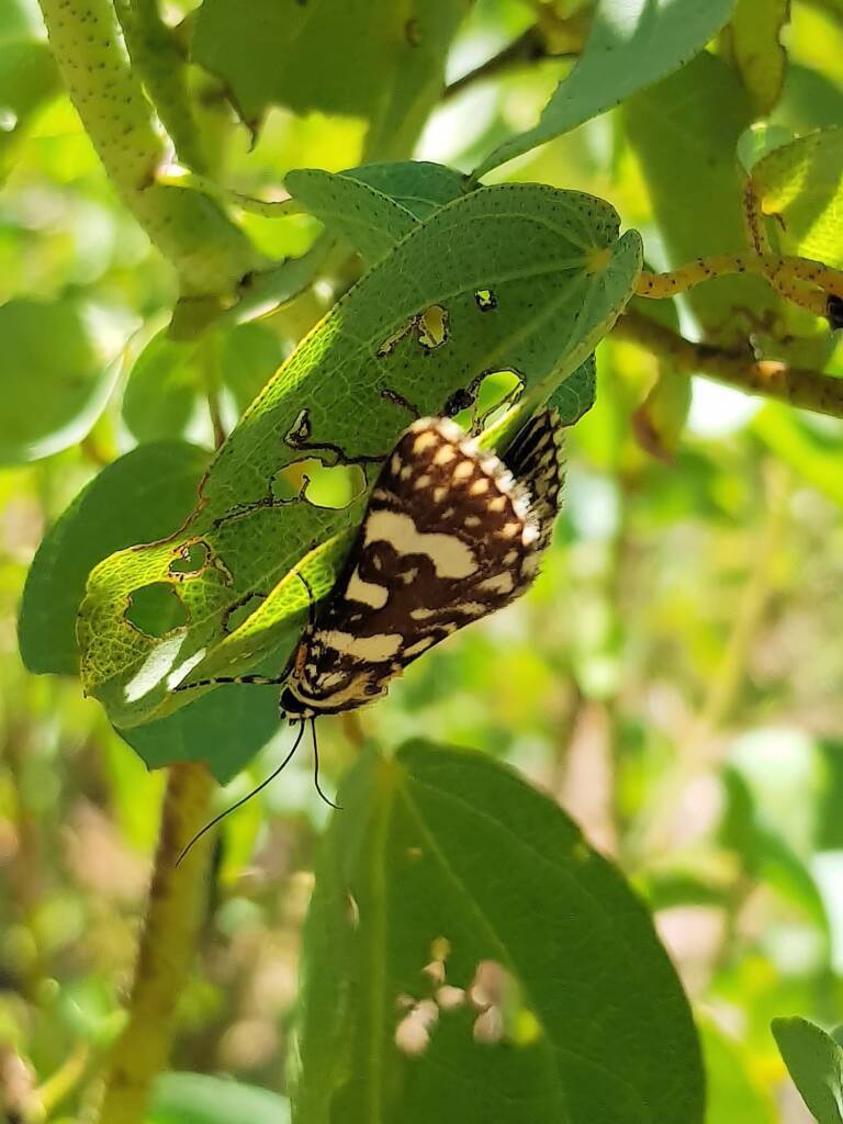 Laced Day-Moth (Ipanica cornigera), Olive Pink Botanic Garden, Alice Springs NT