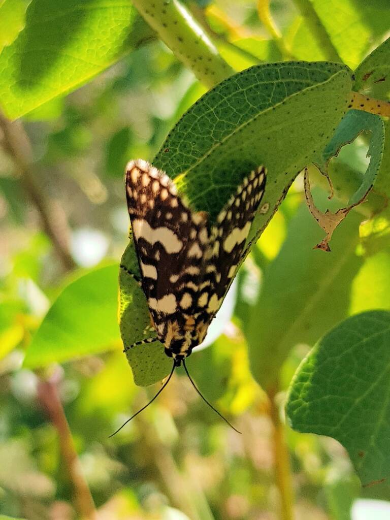 Laced Day-Moth (Ipanica cornigera), Olive Pink Botanic Garden, Alice Springs NT